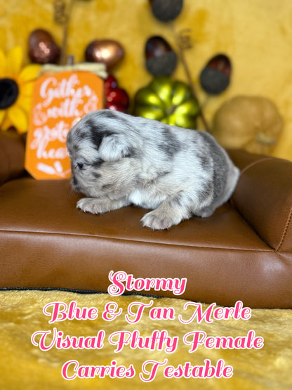 Stormy - Female Blue & Tan Merle