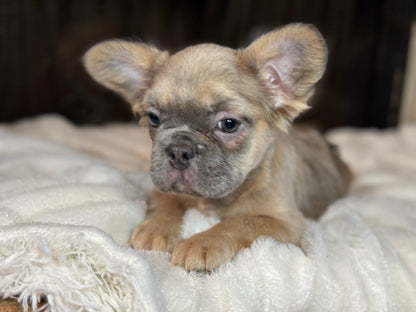 Quartz - Blue Fawn Fluffy Female