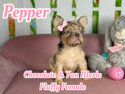 Pepper - Chocolate Merle Fluffy - RESERVED