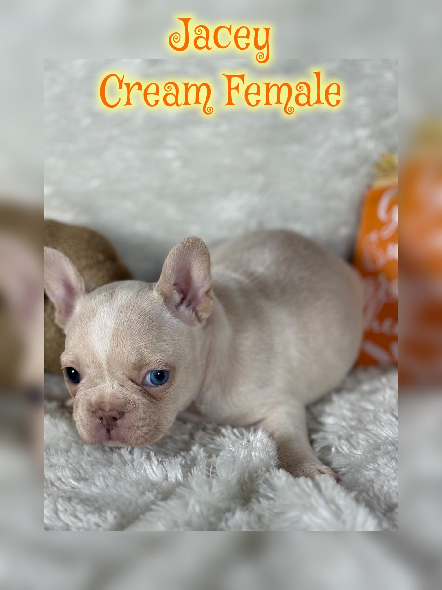 Jacey - Cream 1 BLUE eye