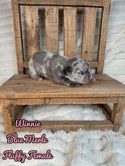 Winnie - Female Blue Merle Fluffy