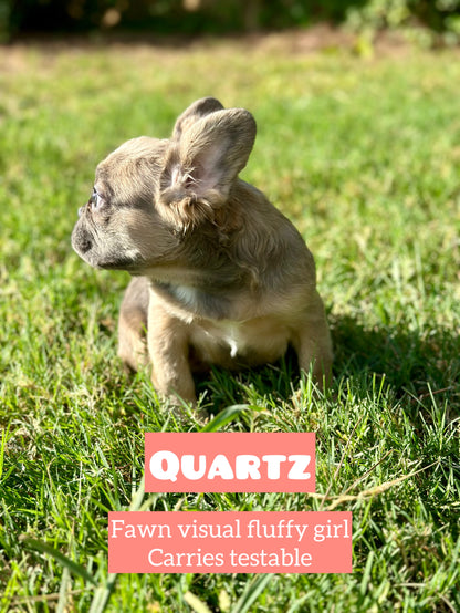 Quartz - Blue Fawn Fluffy Female