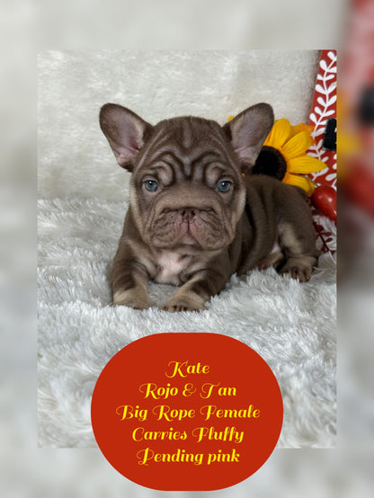 Kate - Rojo & Tan Big Rope Carries Fluffy Pending PINK