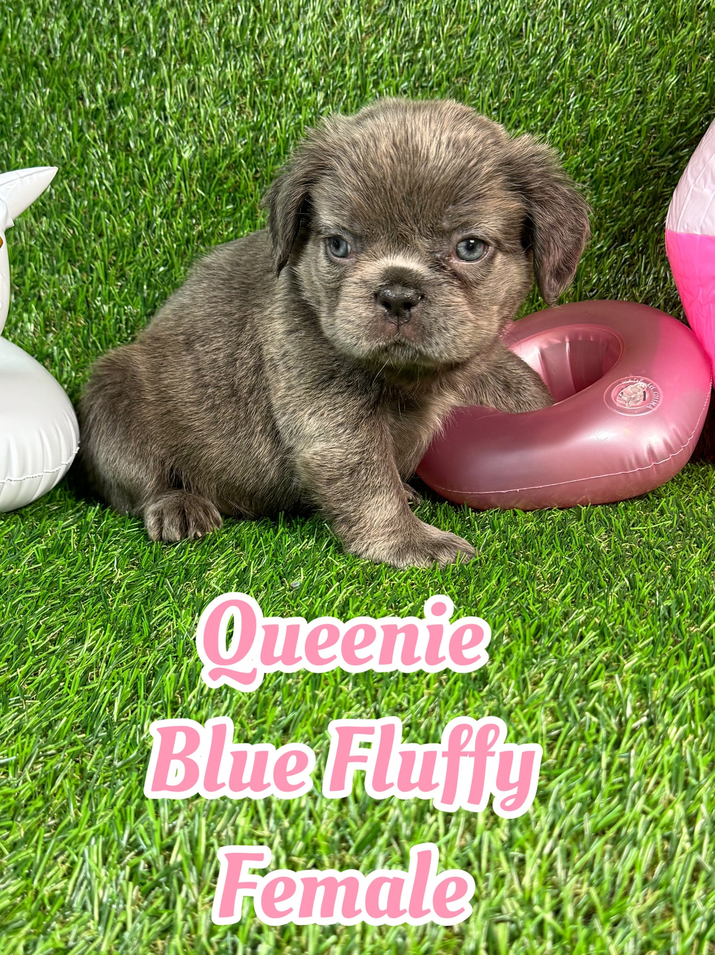 Queenie - Blue Visual Fluffy Female