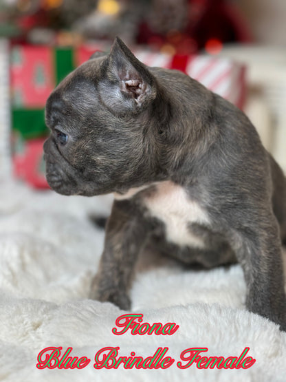 Fiona - Female Blue Brindle