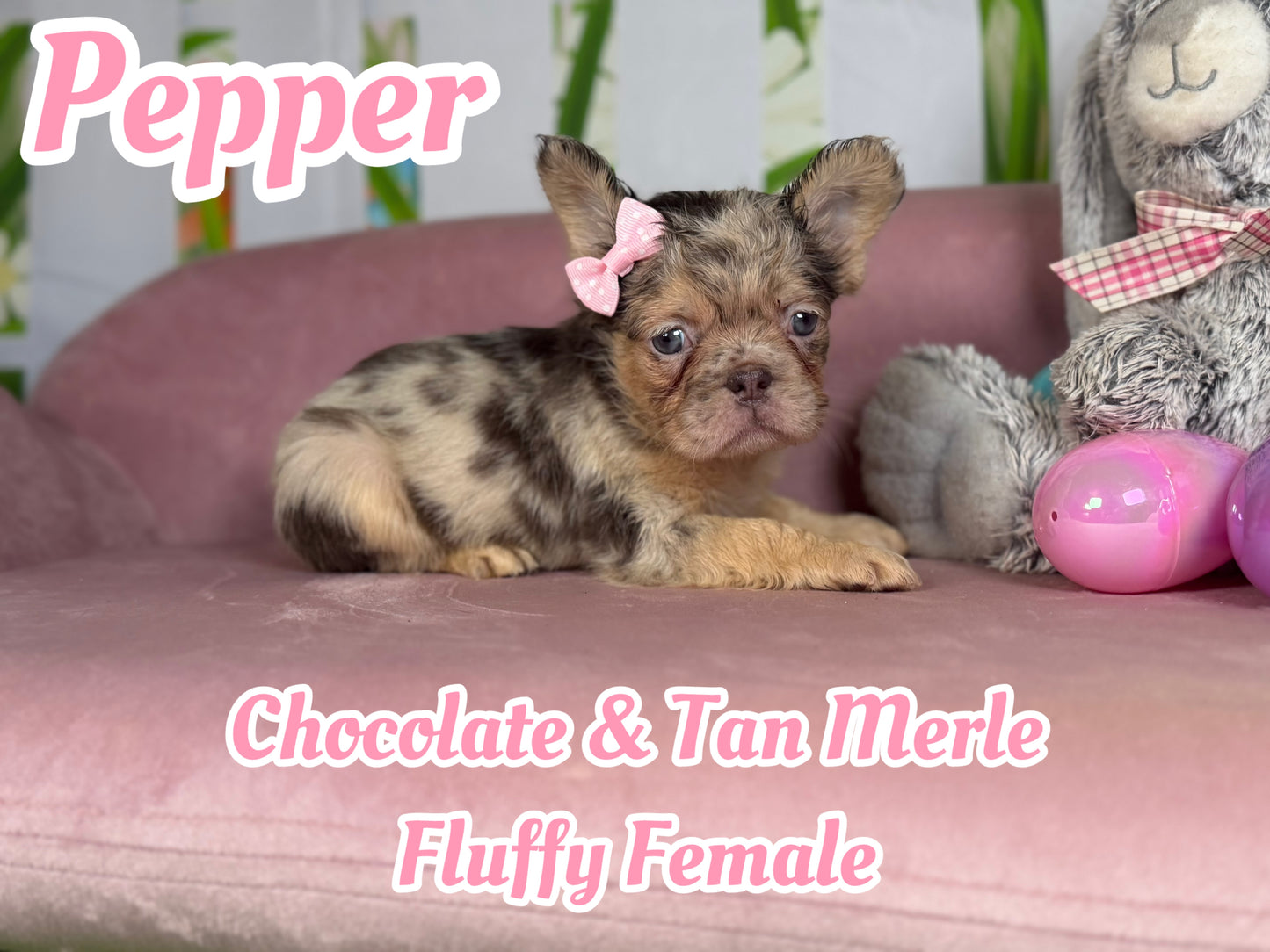 Pepper - Chocolate Merle Fluffy - RESERVED
