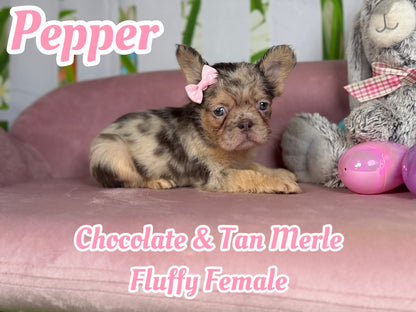 Pepper - Chocolate Merle Fluffy - RESERVED