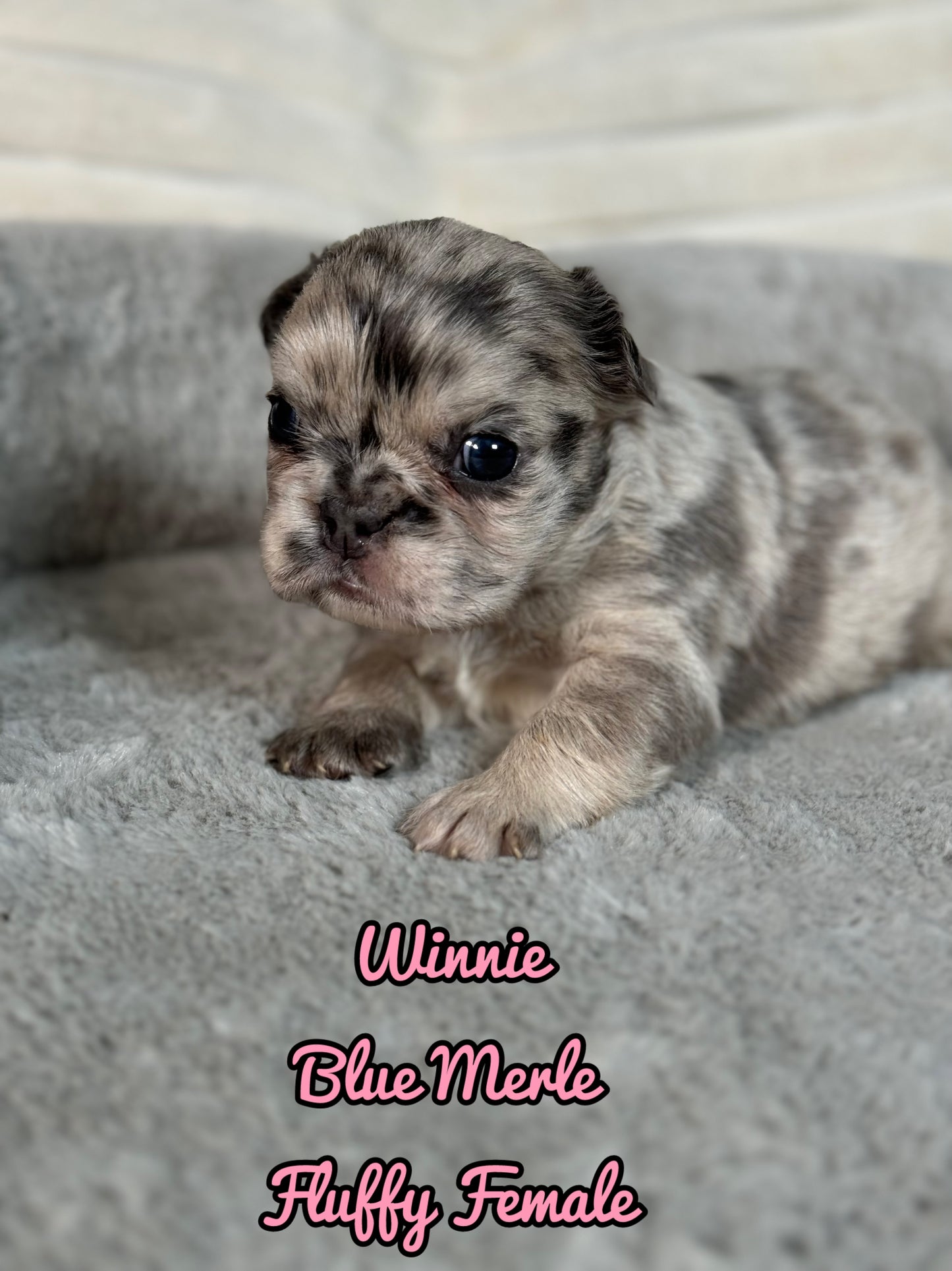 Winnie - Female Blue Merle Fluffy