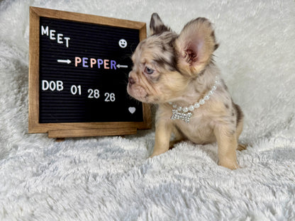 Pepper - Chocolate Merle Fluffy - RESERVED