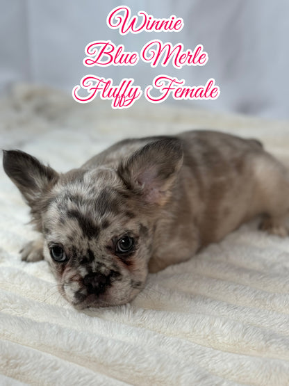 Winnie - Female Blue Merle Fluffy