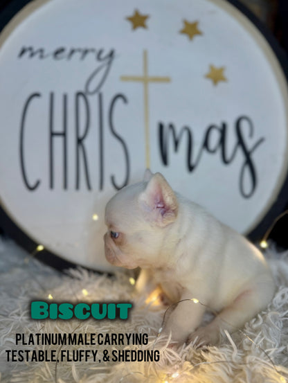 Biscuit- Male Platinum