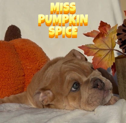 Miss Pumpkin Spice - English Bulldog