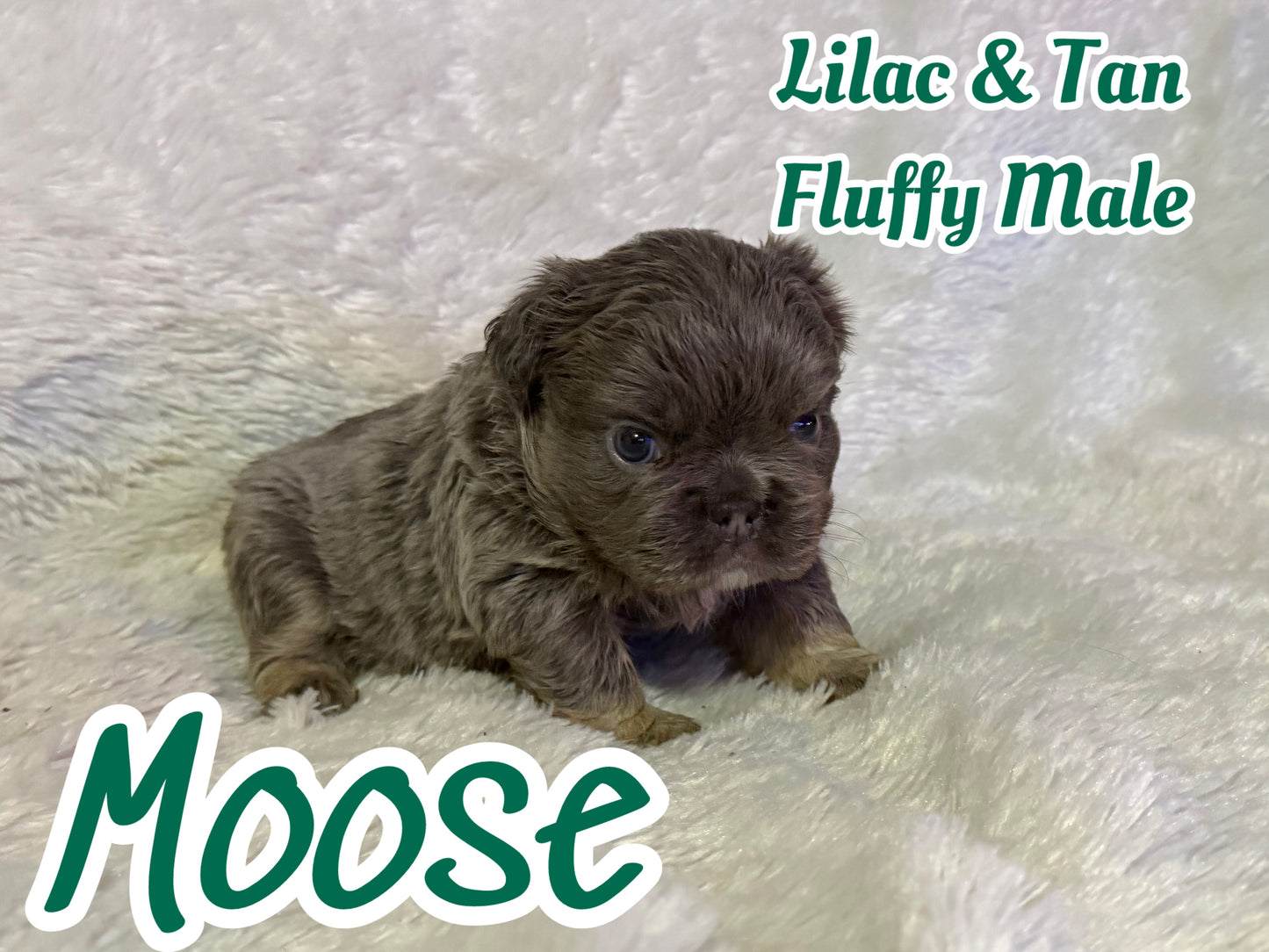 Moose