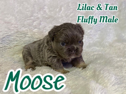 Moose