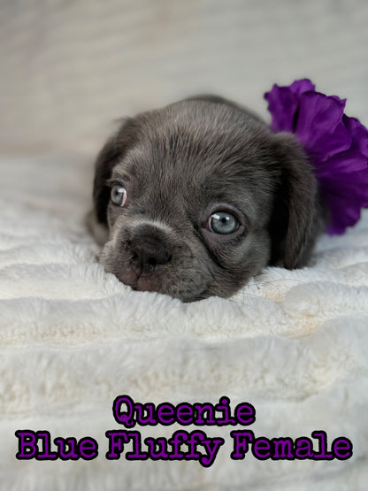 Queenie - Blue Visual Fluffy Female