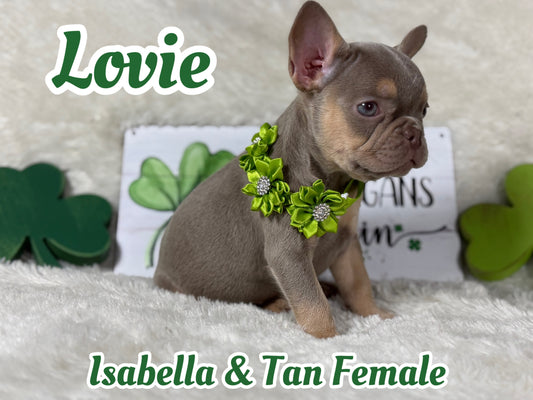 Lovie - Isabella & Tan