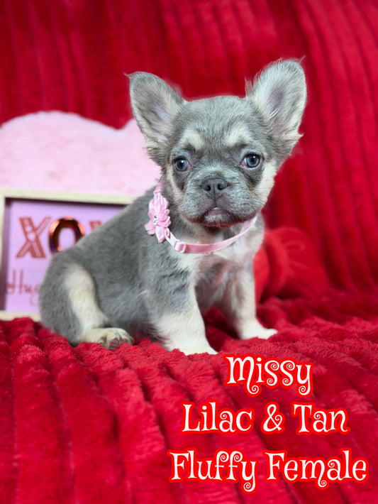 Missy - Lilac & Tan Visial Fluffy - Reserved