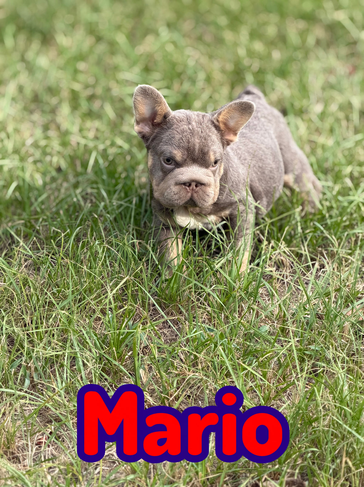 Mario