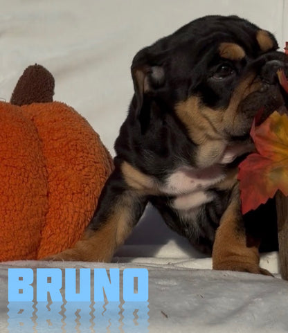 Bruno - English Bulldog