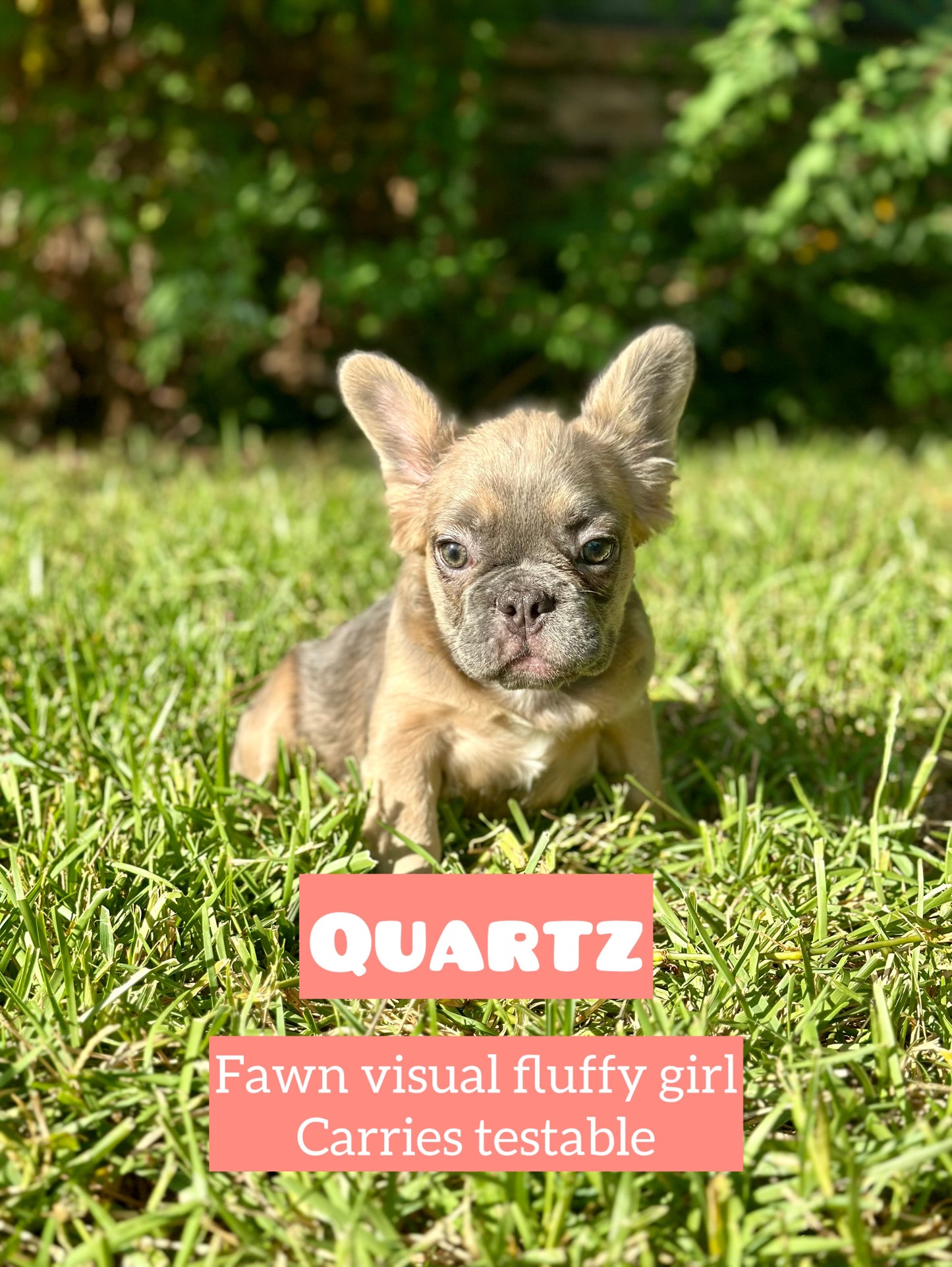 Quartz - Blue Fawn Fluffy Female