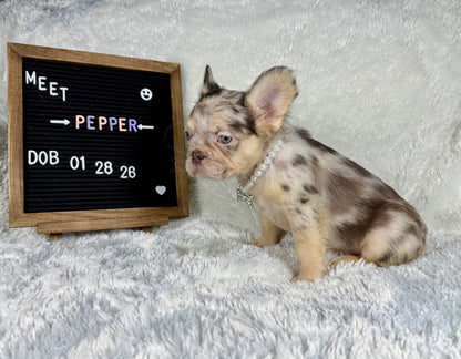 Pepper - Chocolate Merle Fluffy - RESERVED
