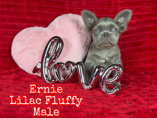Ernie - Lilac Visual Fluffy