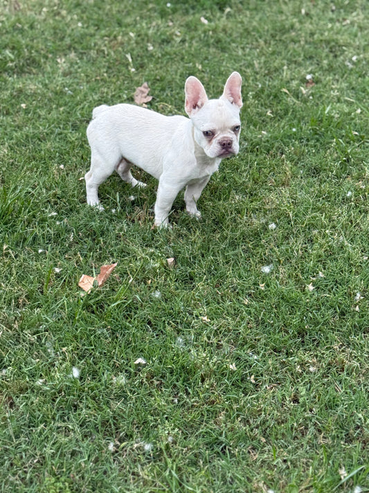 Ace - Platinum Male