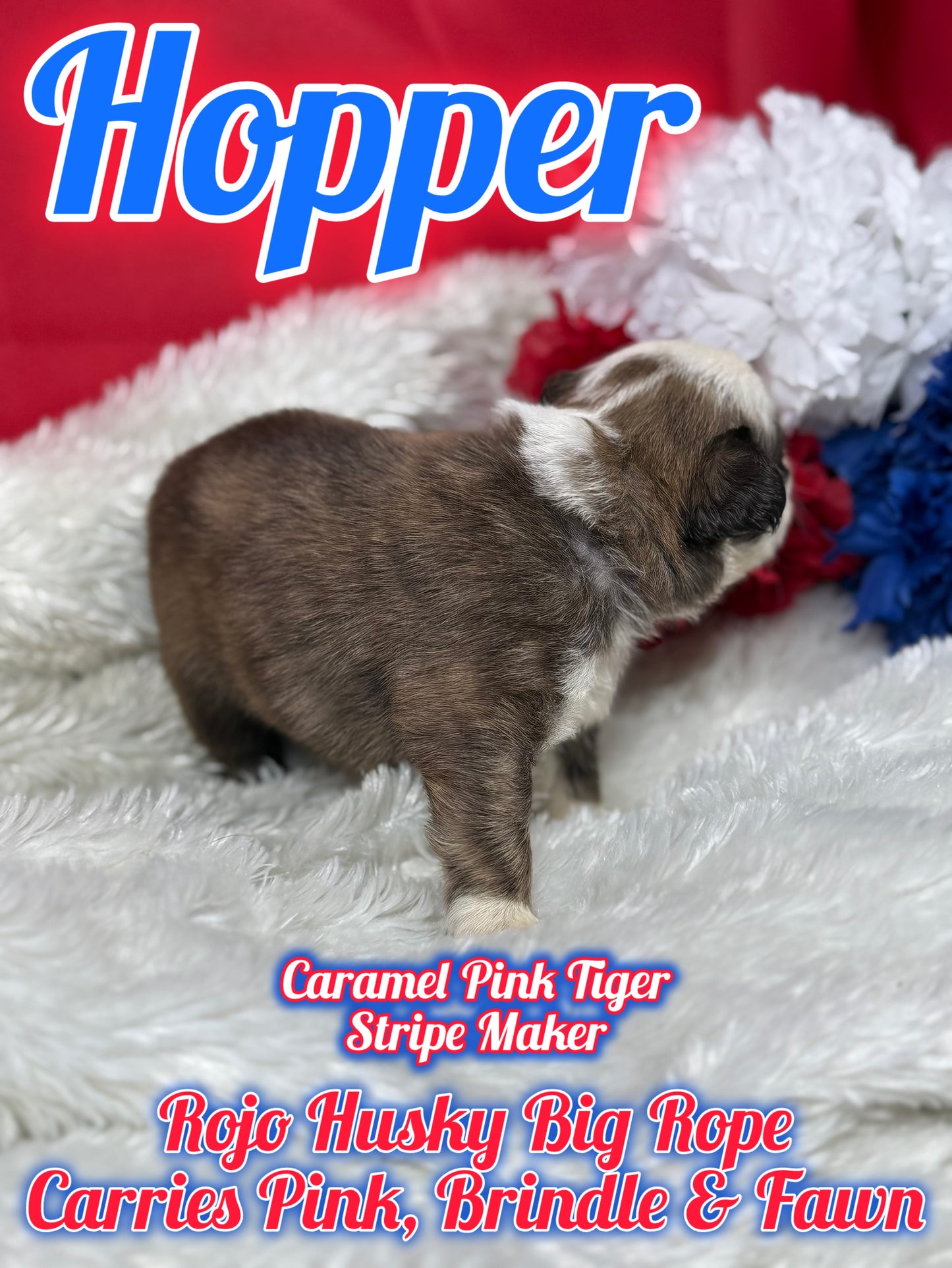 Hopper - Rojo Husky Big Rope Fluffy