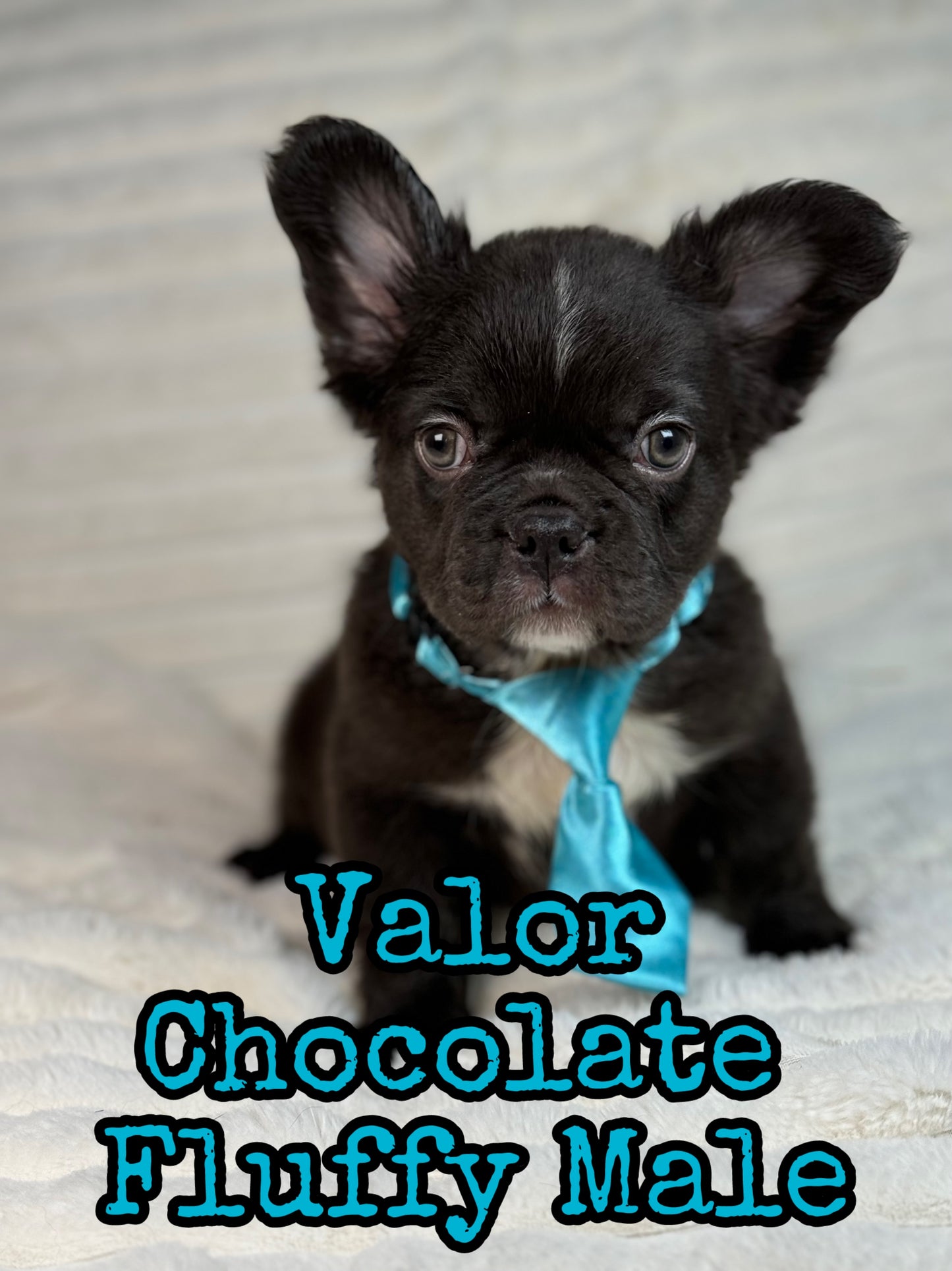 Valor - Male Chocolate Fluffy