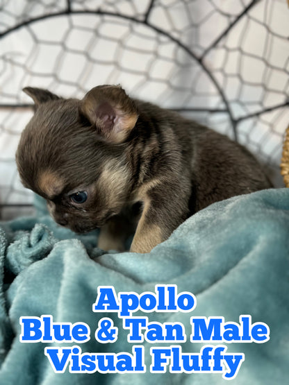 Apollo - Male Blue & Tan Visual Fluffy