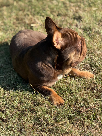 Bounty - Rojo & Tan Big Rope Carries Fluffy EARLY INTRO $750