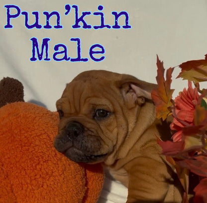 Pun’kin Male - English Bulldog