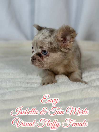 Envy - Female Isebella & Tan Merle Visual Fluffy