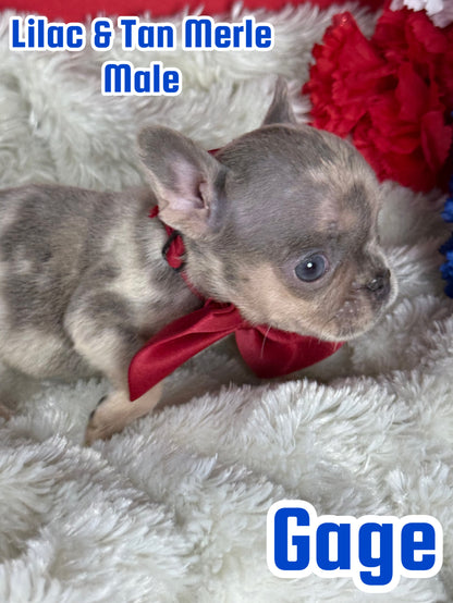 Gage - Male Lilac & Tan Merle