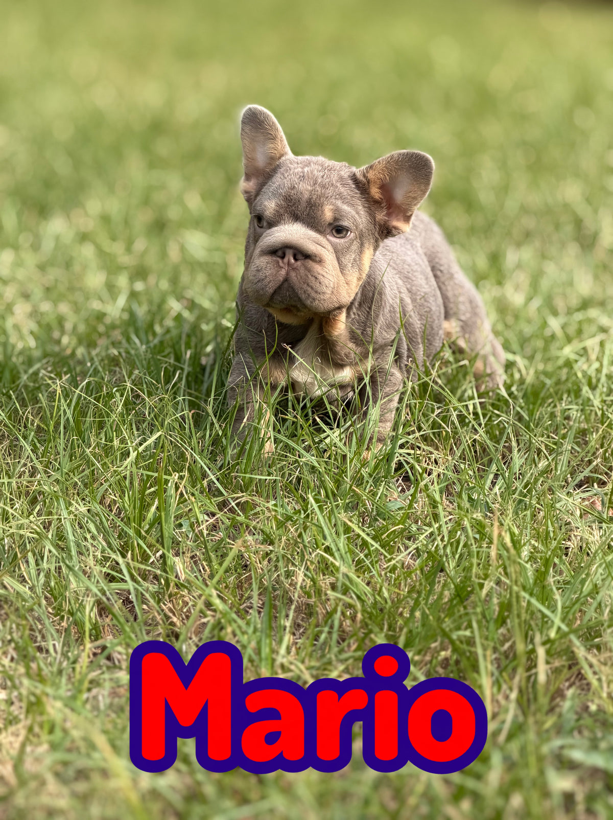 Mario