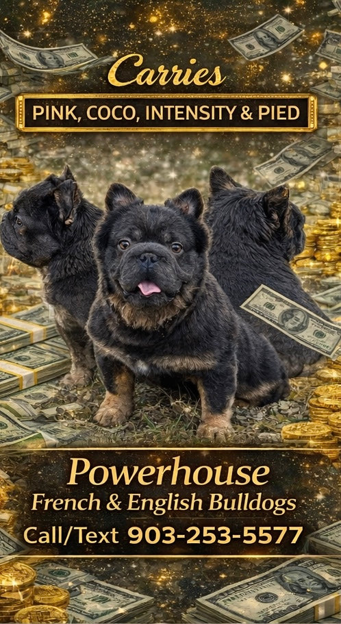 Bookie - Micro Blue & Tan Visual Fluffy Big Rope Carries Pink 12 Pounds EARLY INTRO $875