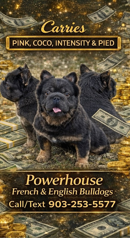 Bookie - Micro Blue & Tan Visual Fluffy Big Rope Carries Pink 12 Pounds EARLY INTRO $875
