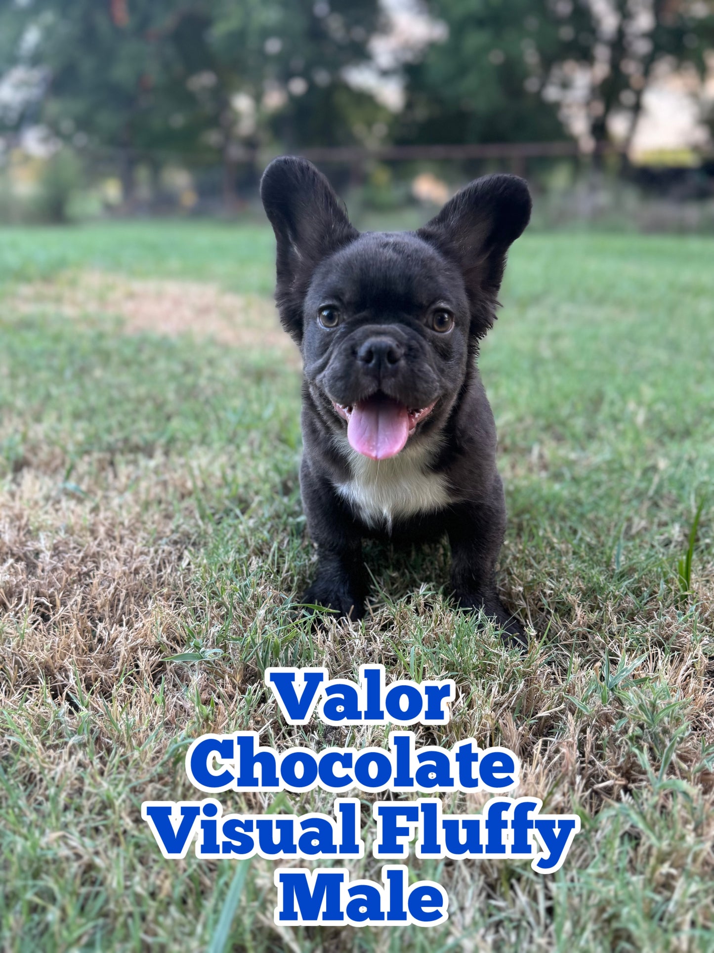 Valor - Male Chocolate Fluffy