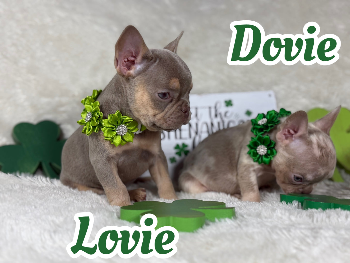 Dovie - Isabella & Tan Merle
