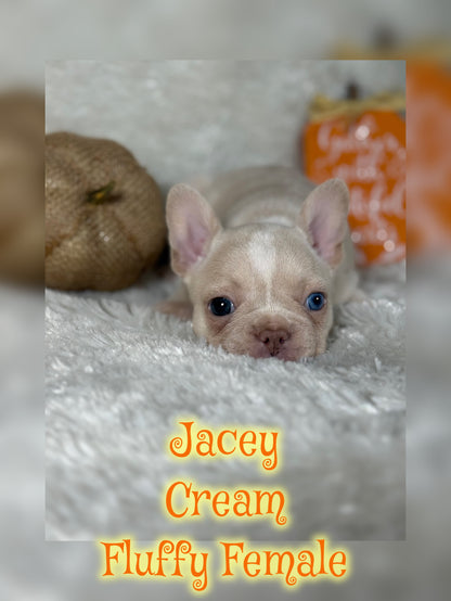 Jacey - Cream 1 BLUE eye