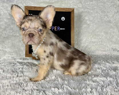 Pepper - Chocolate Merle Fluffy - RESERVED