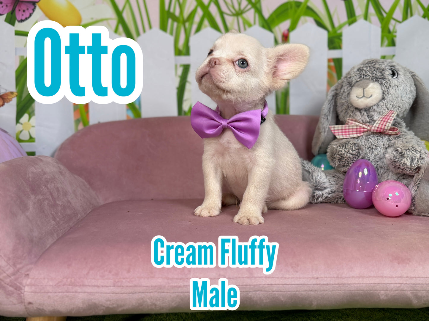 Otto - Cream Fluffy