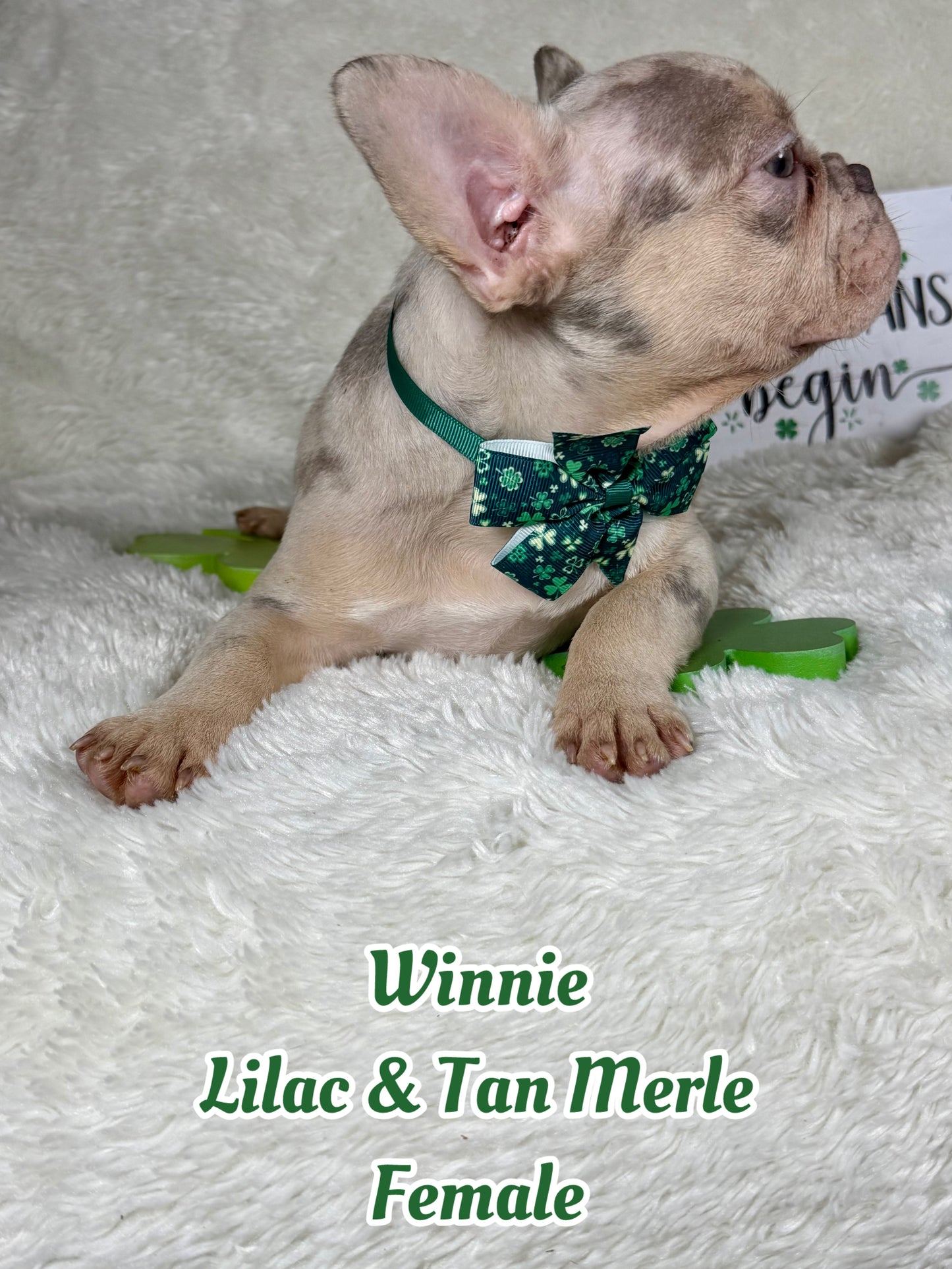 Winnie - Lilac & Tan Merle