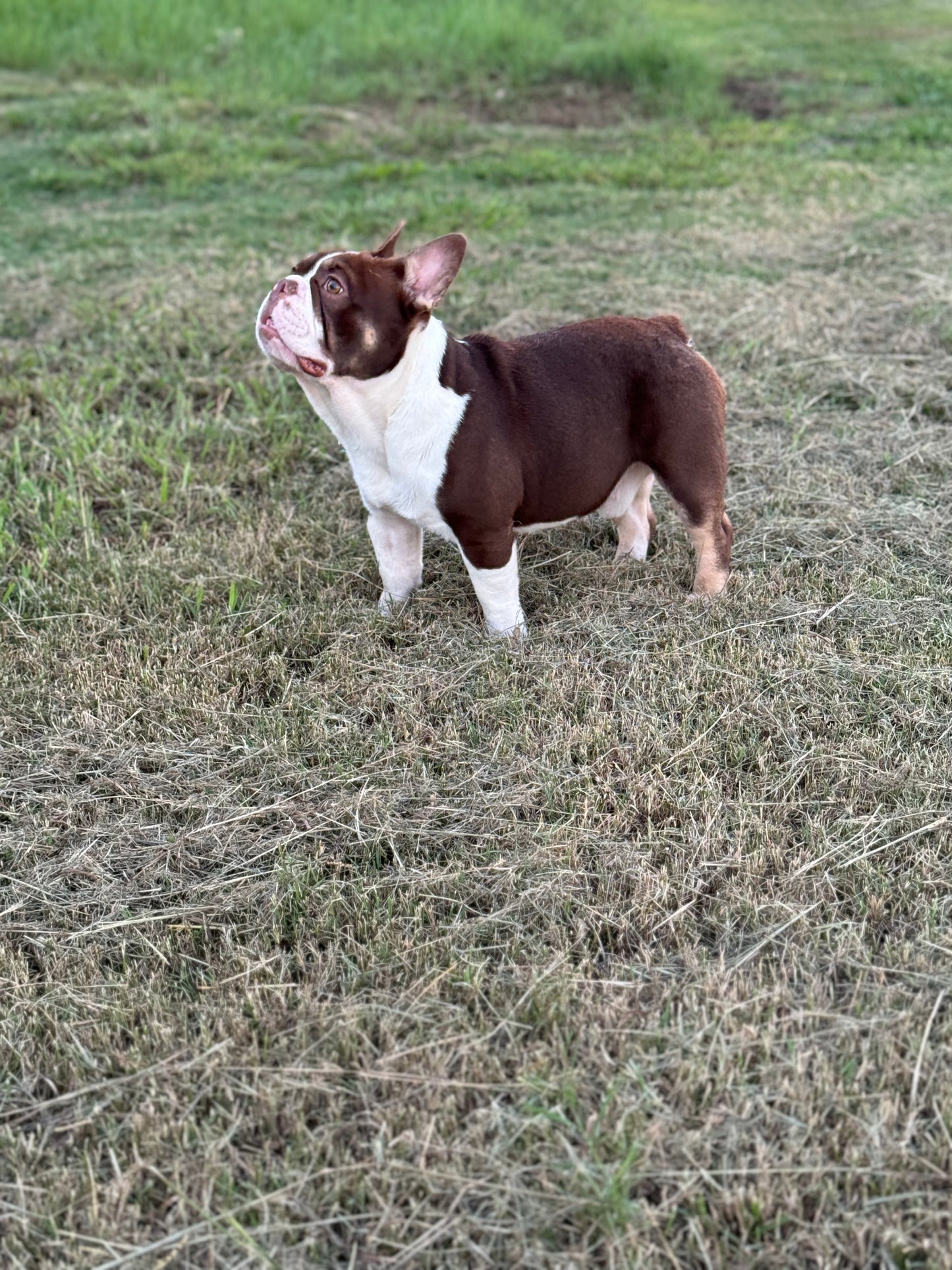 Banks - Rojo & Tan Irish Pied Carries Fluffy INTRO Special