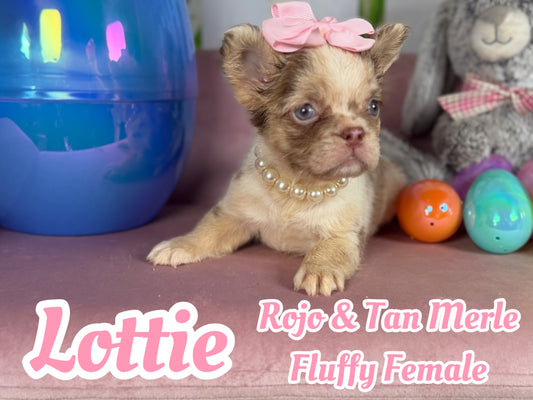 Lottie - Rojo Merle Fluffy