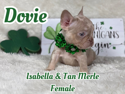 Dovie - Isabella & Tan Merle