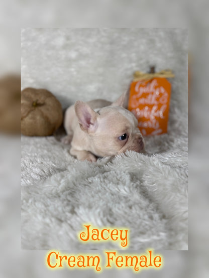 Jacey - Cream 1 BLUE eye