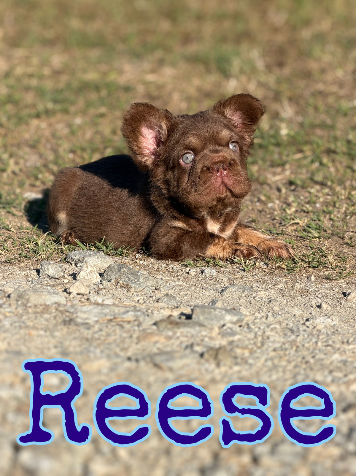 Reese