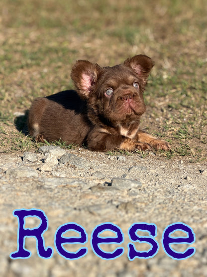 Reese
