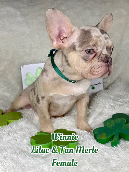 Winnie - Lilac & Tan Merle